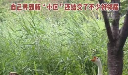 网红大鹅,从田间到网络，一只鹅的传奇之旅