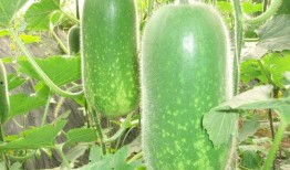 怀仁最近网红大瓜 正能量,传递美好，共筑和谐